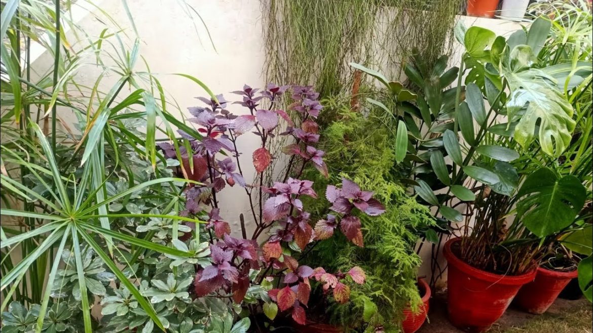 20 Best Perennial Plants with names you can buy in Feb. for your garden