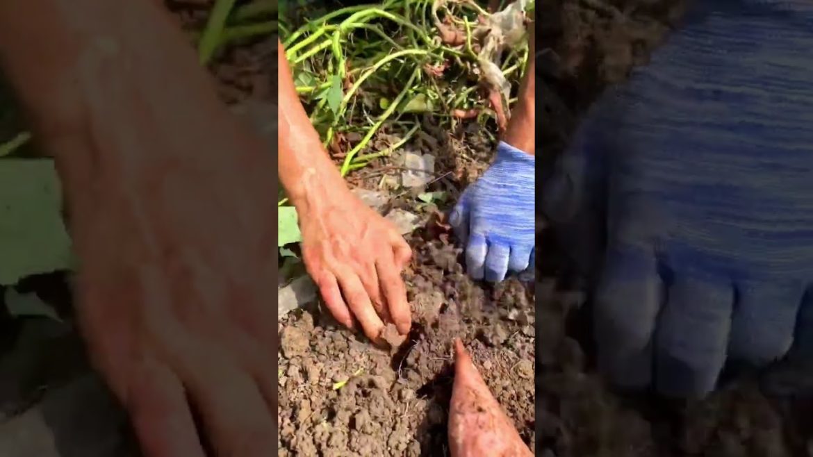 Sweet Potato harvest