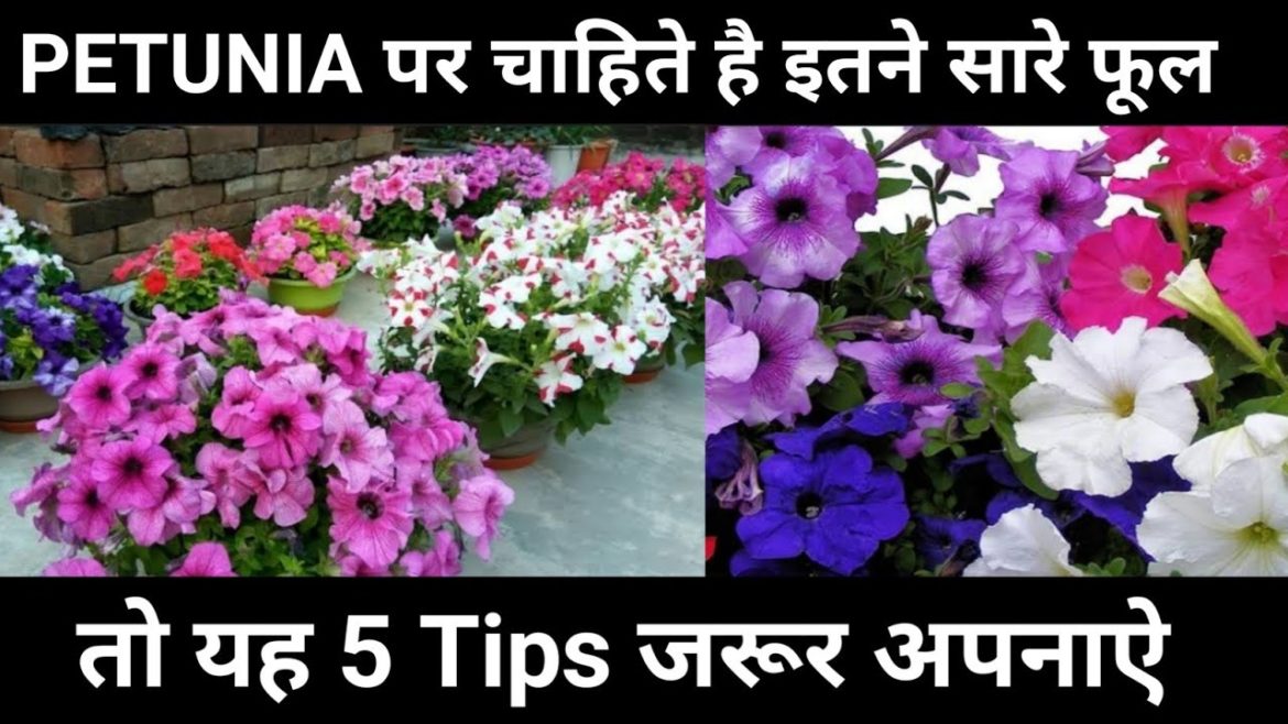 How to Grow and Care petunia flower plant/ 5 tips for petunia flowet plant How to Grow and Care petunia flower plant/ 5 tips for petunia flowet plant