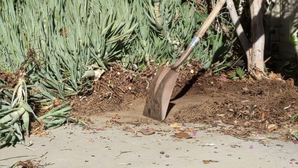 How I Prune ALOE VERA & propagate ALOE in the Drought Tolerant Garden How I Prune ALOE VERA & propagate ALOE in the Drought Tolerant Garden