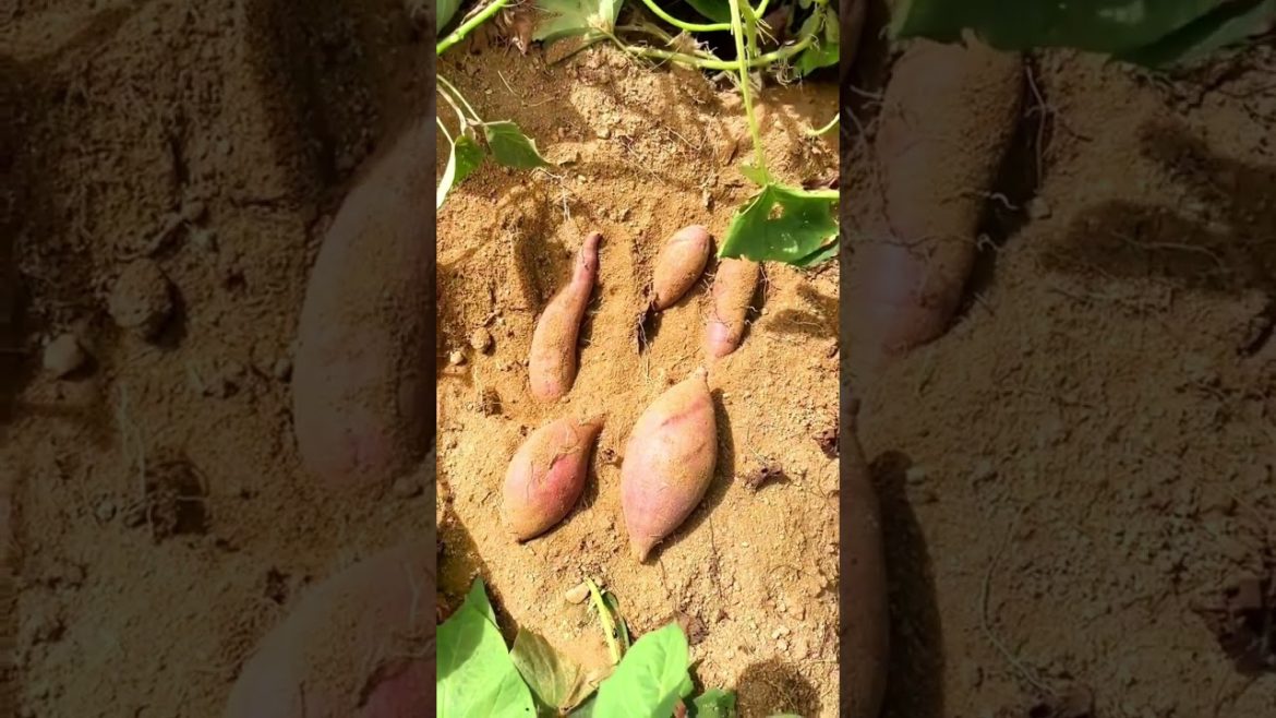 Amazing purple Sweet potato variety