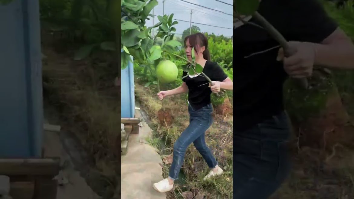 best pomelo farming #shorts
