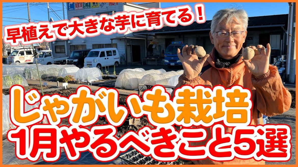 家庭菜園や農園のジャガイモ栽培は早植えで大きく育てる!1月にやるべき栽培作業5選!/Tips for growing potatoes that are planted early in Jan. 家庭菜園や農園のジャガイモ栽培は早植えで大きく育てる!1月にやるべき栽培作業5選!/Tips for growing potatoes that are planted early in Jan.