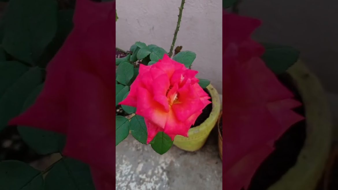 Gardening Idea's#shorts #garden