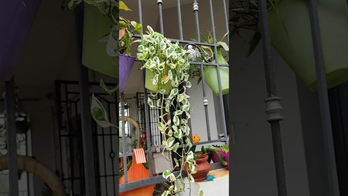 தொட்டியில் தொங்கவிட ஏற்ற செடி / #shorts / Money plant / #tips / Home gardening / Gardening tips
