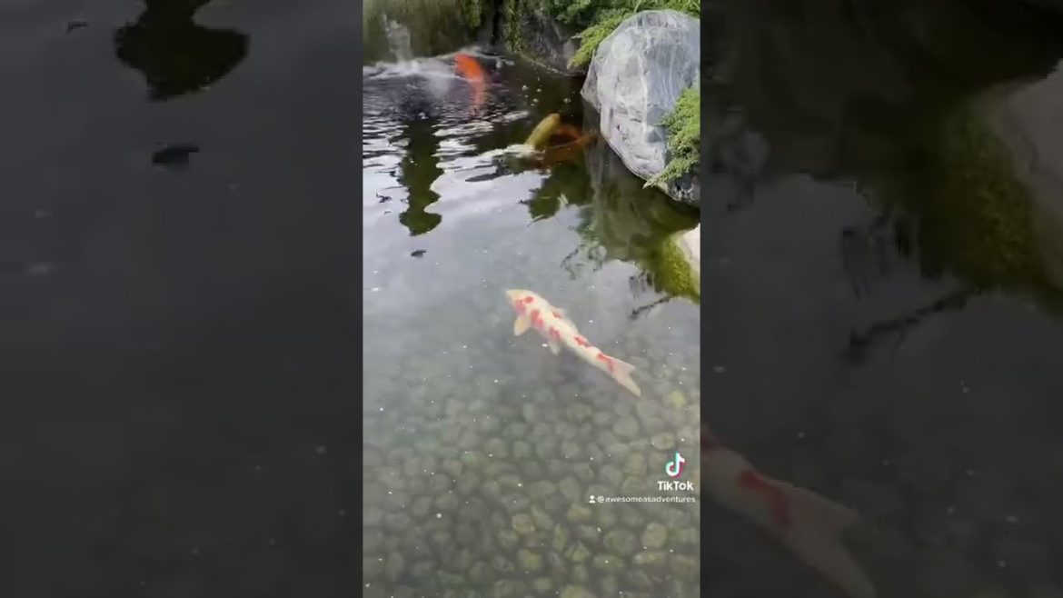 Japanese Friendship Garden #shorts #balboapark #sandiego #japanesegarden
