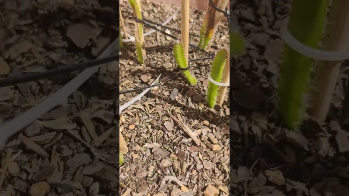 How To Grow DragonFruit ! ๐๐๐…#fruit #grow #seed #gardening #green #diy #tips #dragonfruit #howto How To Grow DragonFruit ! ๐๐๐...#fruit #grow #seed #gardening #green #diy #tips #dragonfruit #howto