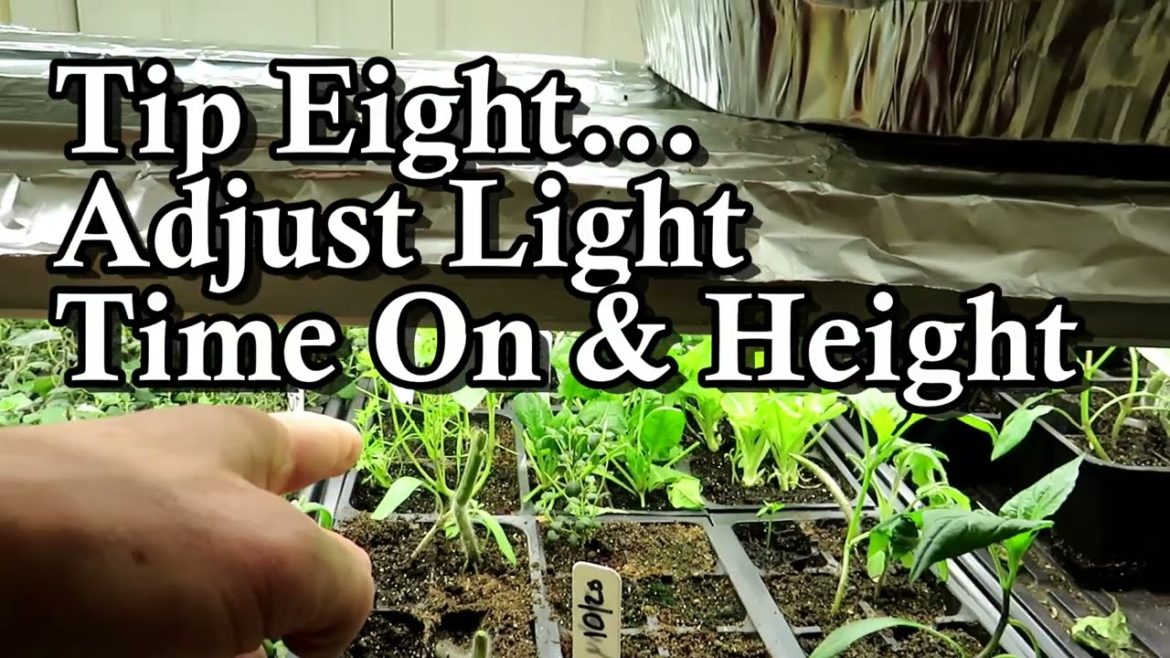 10+ Essential Seed Starting Lighting Tips 10+ Essential Seed Starting Lighting Tips