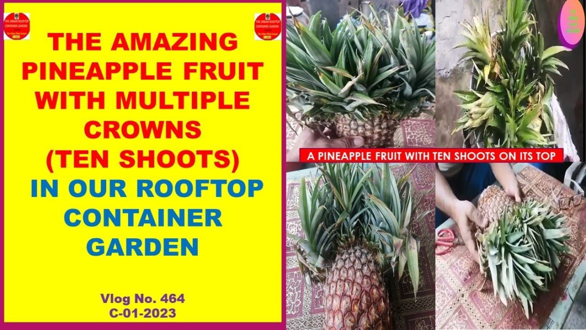 The Amazing Pineapple Fruit With Multiple Crowns (Ten Shoots) In Our Rooftop Container Garden