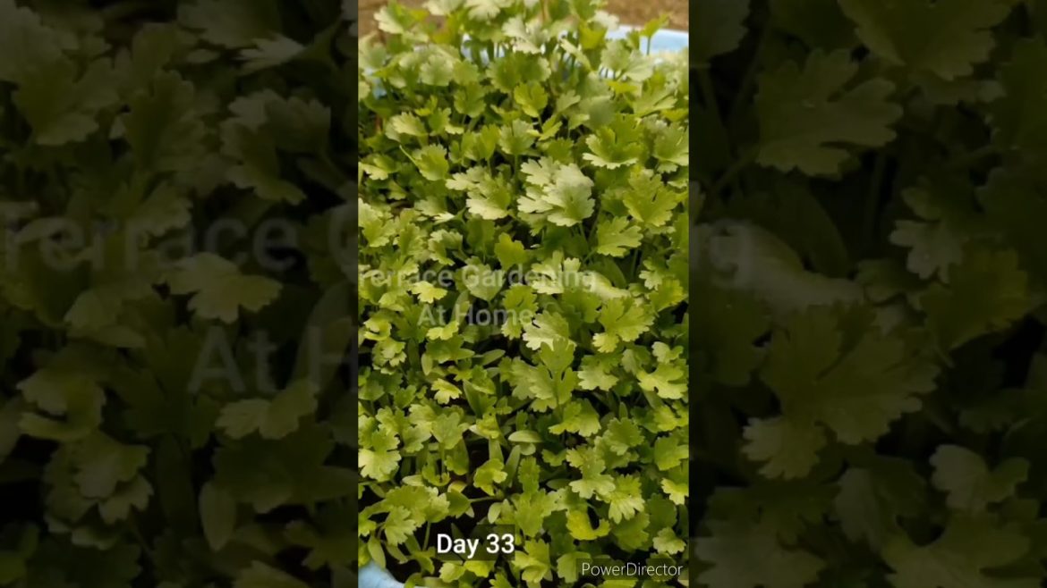 Grow Fresh Coriander Cilantro #shorts #short #ytshorts #coriander #gardening #gardeningtips
