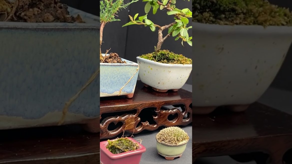 Tiny bonsai trees: Keishi, shito and mame bonsai size categories