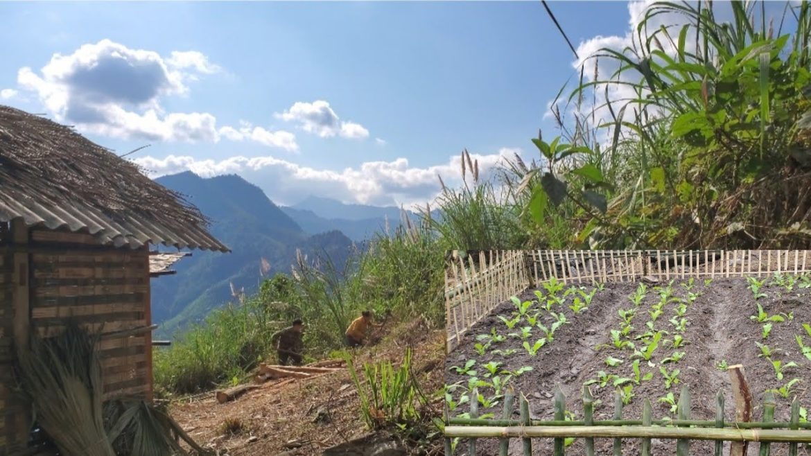 Vegetable gardening,raise chickens, stable new life in the forest [Ep:11 Vegetable gardening,raise chickens, stable new life in the forest [Ep:11