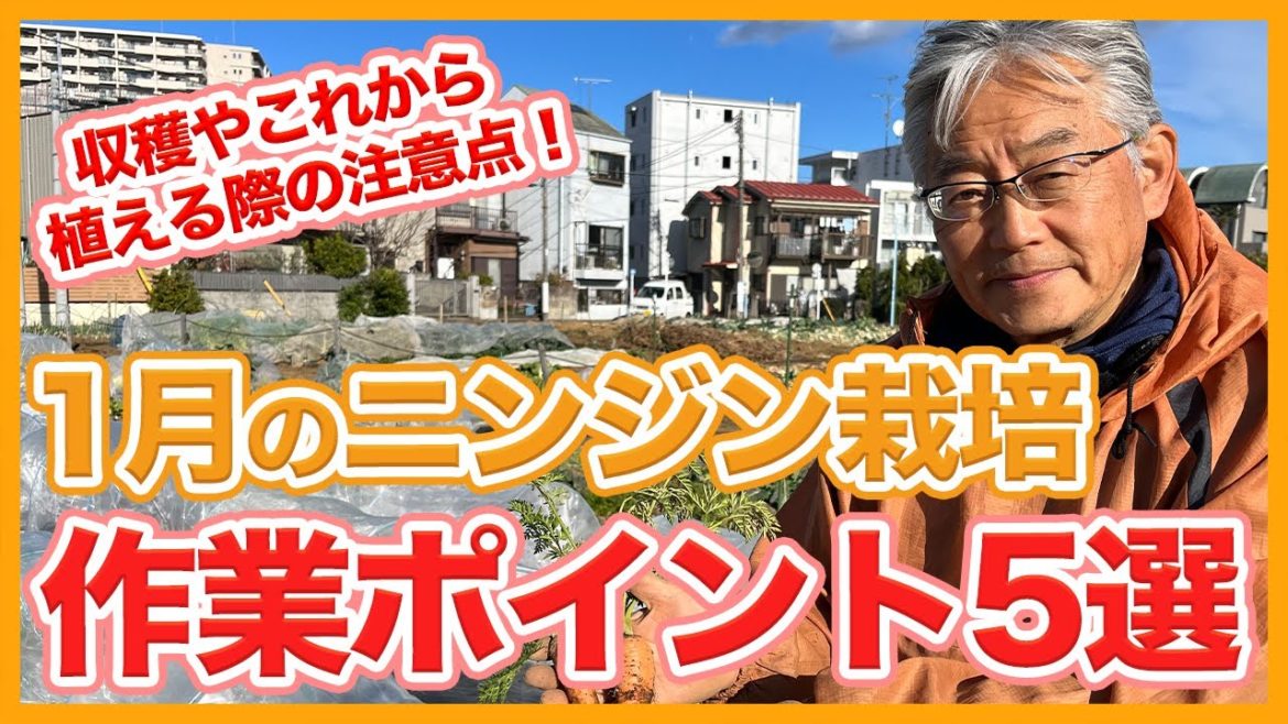 家庭菜園や農園のニンジン栽培で収穫する人もこれから植える人も要注意！１月の重要作業５選！【農園ライフ】/5 important tasks for growing carrots in January
