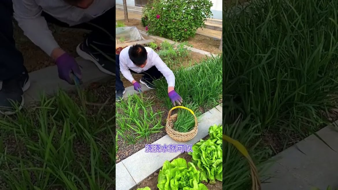 how to growing vegetable #natural #satisfying how to growing vegetable #natural #satisfying