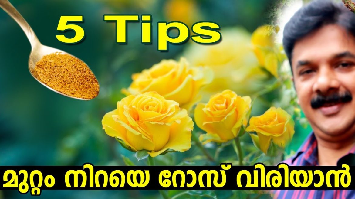 TOP 5 ROSE GARDENING SECRET TIPS | മുറ്റം നിറയെ കാടുപിടിച്ച് റോസ് ഉണ്ടാവാൻ 5 tips TOP 5 ROSE GARDENING SECRET TIPS | മുറ്റം നിറയെ കാടുപിടിച്ച് റോസ് ഉണ്ടാവാൻ 5 tips