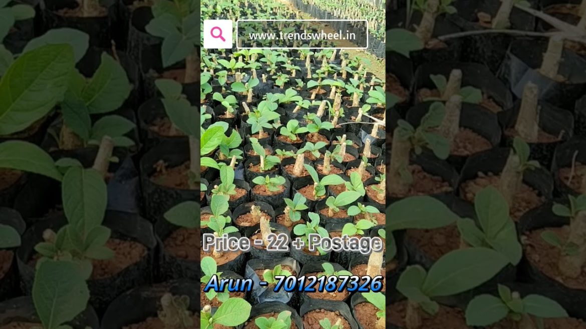 Burma Teak Stem Malayalam Trends Wheel #trendswheel #burmateak