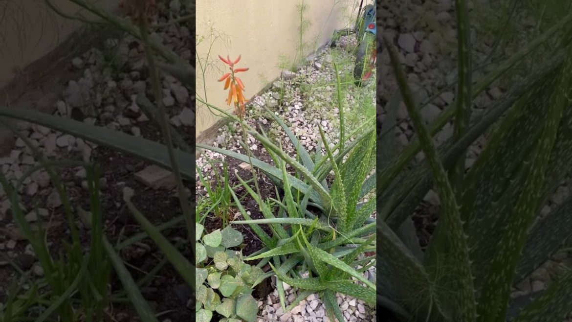 Aloevera flower 🌺|  எங்க தோட்டத்தில கற்றாழை பூ பூத்து இருக்கு | #gardening #tips #shorts