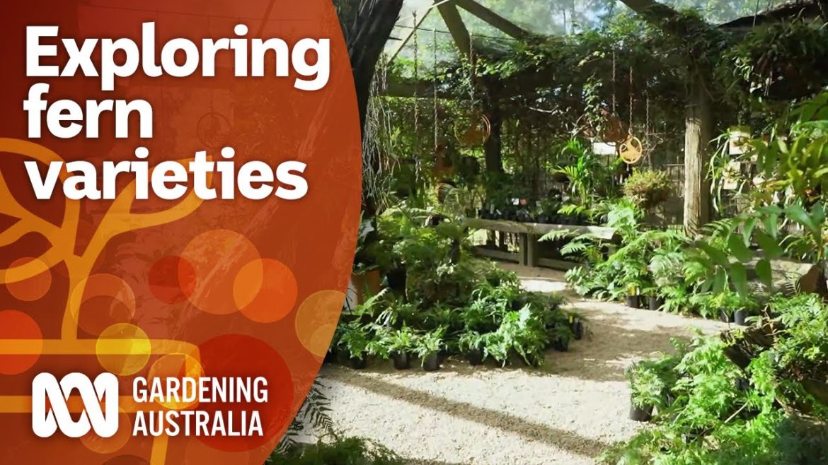 A guide for choosing and planting ferns | Garden Design and Inspiration | Gardening Australia A guide for choosing and planting ferns | Garden Design and Inspiration | Gardening Australia