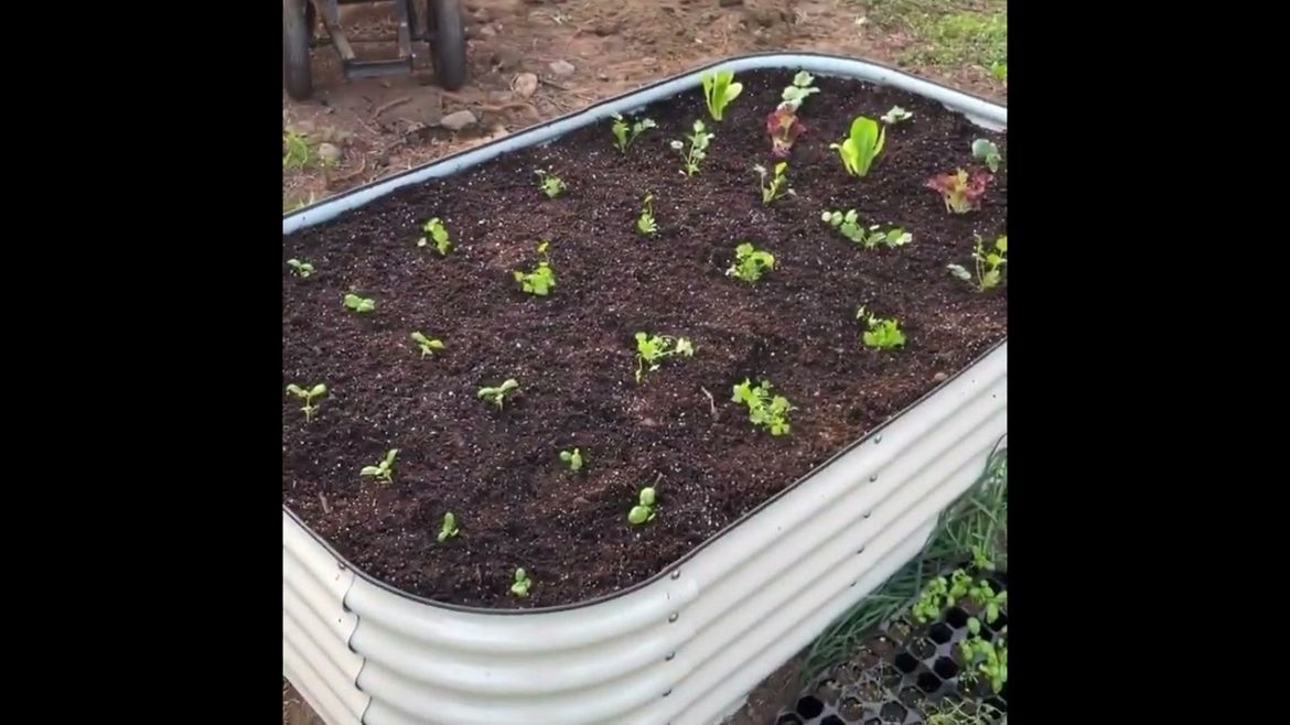 Olle Gardens' modular raised garden beds are ideal for growing stronger, healthier roots Olle Gardens' modular raised garden beds are ideal for growing stronger, healthier roots