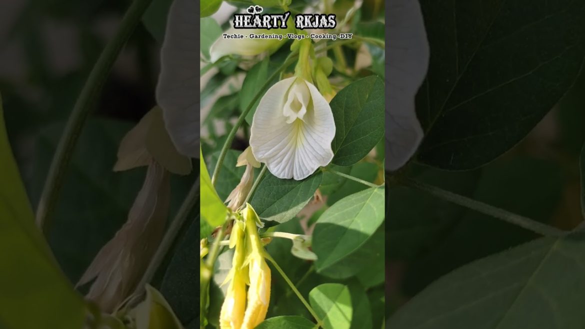 January 13th 2023 Bloomed flowers in our RKJAS Terrace Garden #shorts