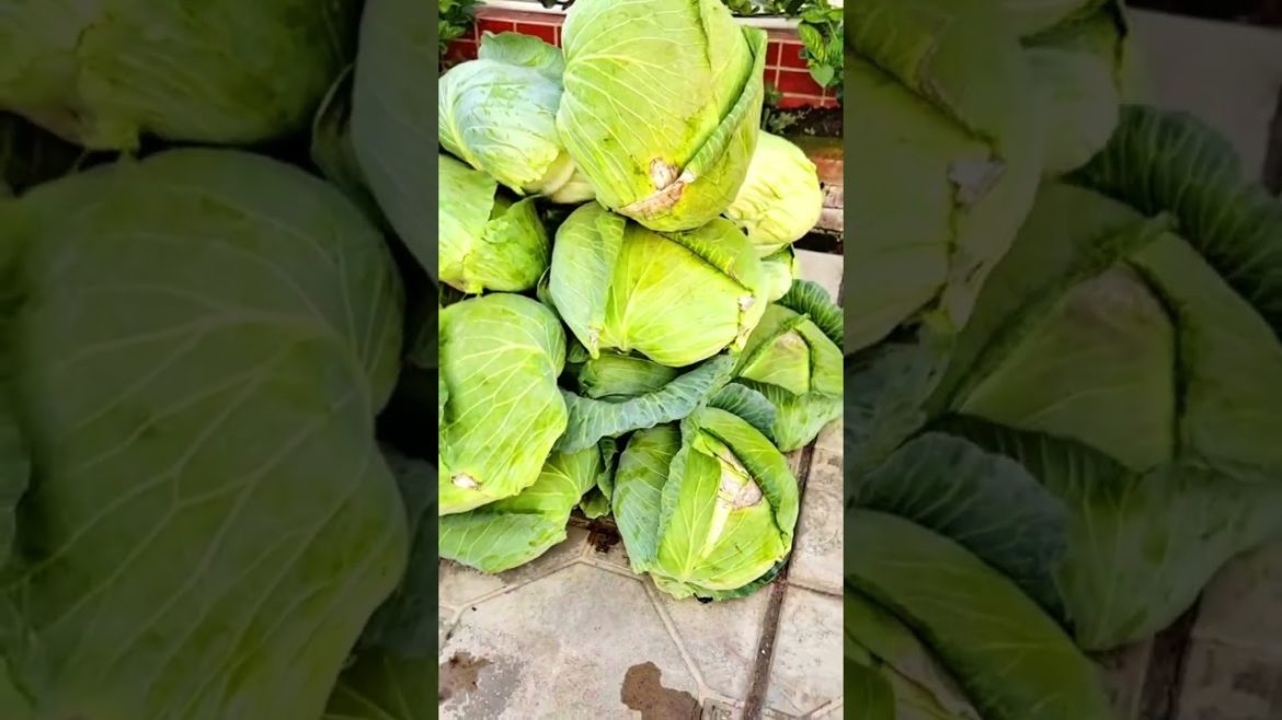 Harvest Cabages on rooftop garden
