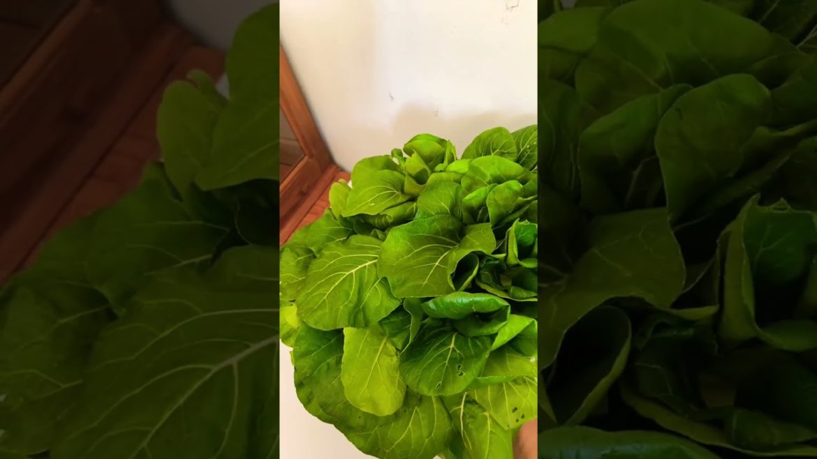 I brought bakchoy vegetables from my garden#shorts