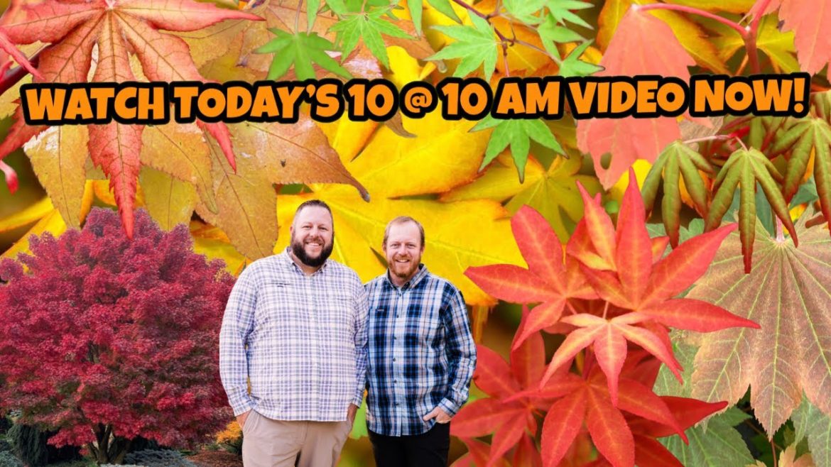 Tuesday's Favorite 10@10 | Check Out Our New Listing Of Japanese Maples