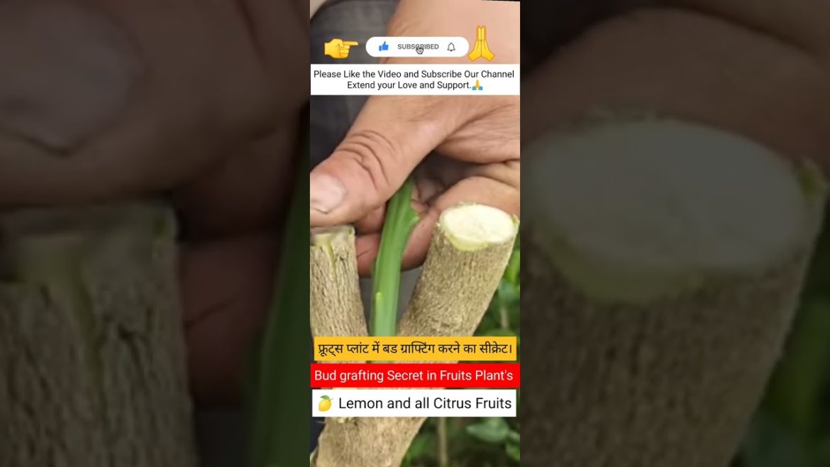 Fruit Plant#grafting#farming#roses#king#gardening#organic #organicfertilizer#roseplant#shorts#fruit