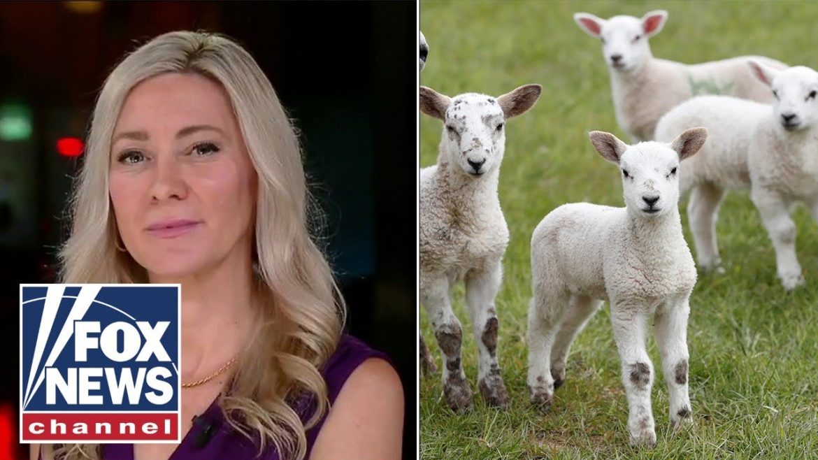 Michigan city allowing backyard animal sacrifice Michigan city allowing backyard animal sacrifice