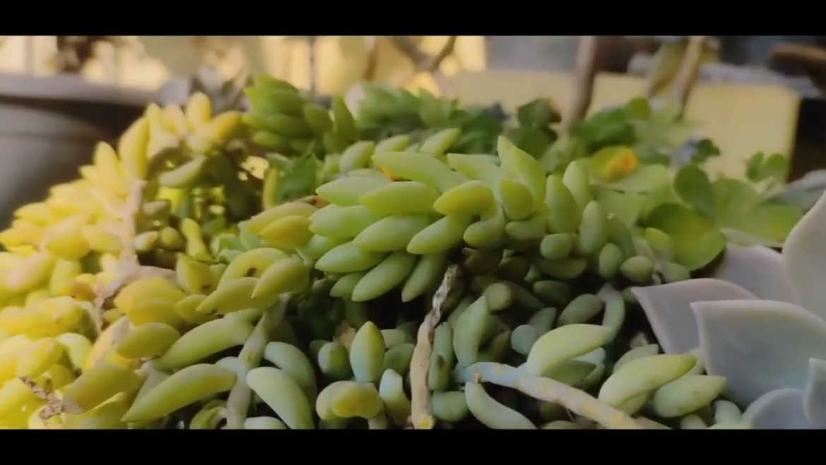 The Most Beautiful Gardens in the World🥀🍁🌲🌺