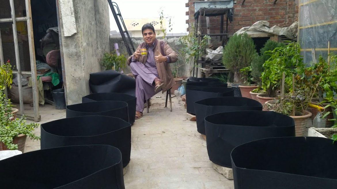 Raised Bed Vegetable Garden | Setting up Raised Bed Vegetable Garden- Grow Me Grow-kitchen Gardening