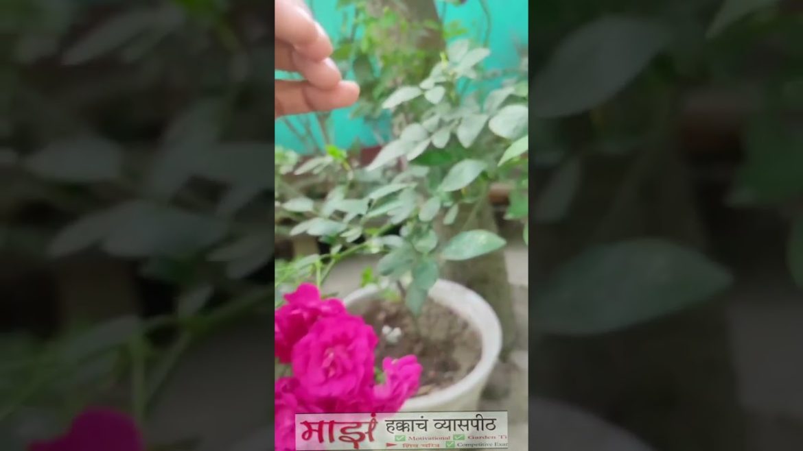 Gardening is a joy#shorts Gardening is a joy#shorts