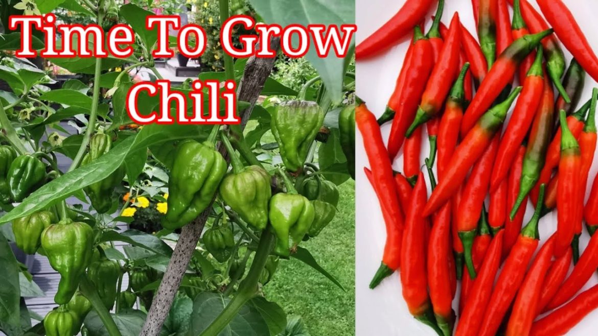 Time To grow chilli | Gardening Tips For Vegetables Time To grow chilli | Gardening Tips For Vegetables