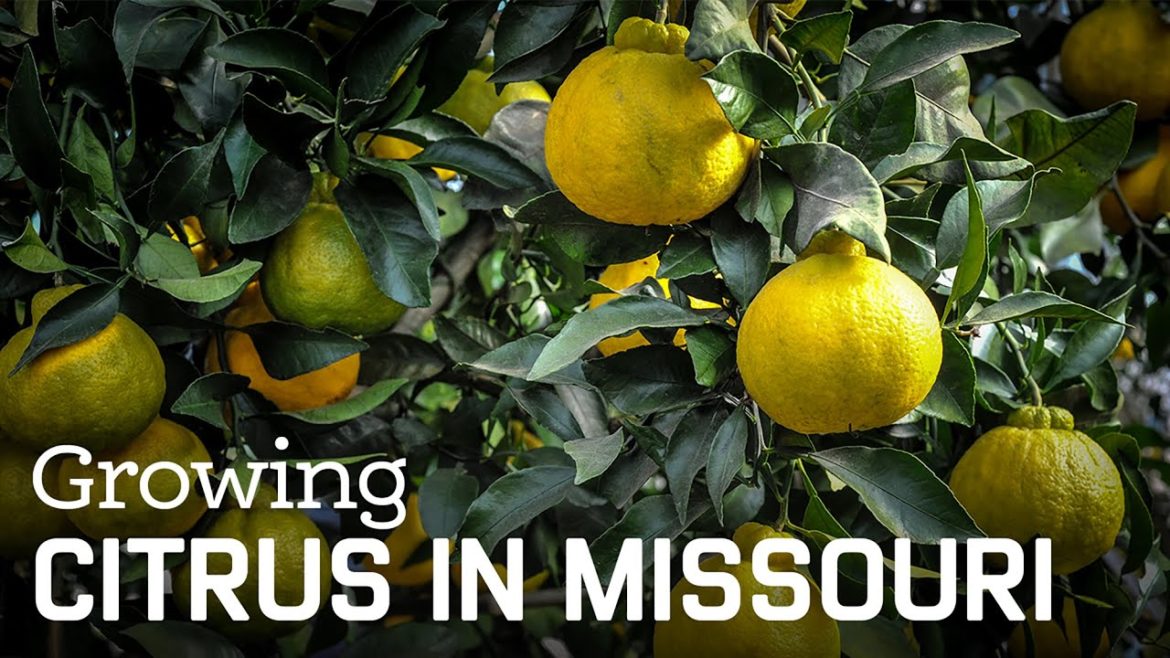 Growing Citrus in Missouri?