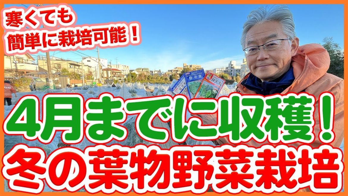 家庭菜園や農園の葉物野菜栽培は４月までに収穫！寒くても簡単に葉物野菜を育てるコツを解説！/Tips for Growing Leafy Vegetables from a Japanesefarmer