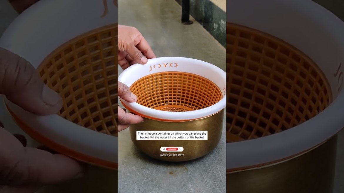 Grow Leafy Greens With Out Soil|Hydroponic|पत्तेदार सब्जियां बिना मिट्टी के|#ashasgardenstory#shorts Grow Leafy Greens With Out Soil|Hydroponic|पत्तेदार सब्जियां बिना मिट्टी के|#ashasgardenstory#shorts