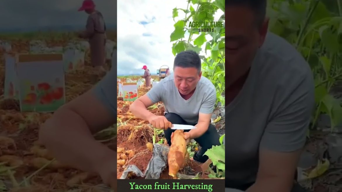 Amazing Yacon Fruit farming and Harvesting Agriculture Process #youtubeshorts #yacon #viralshorts