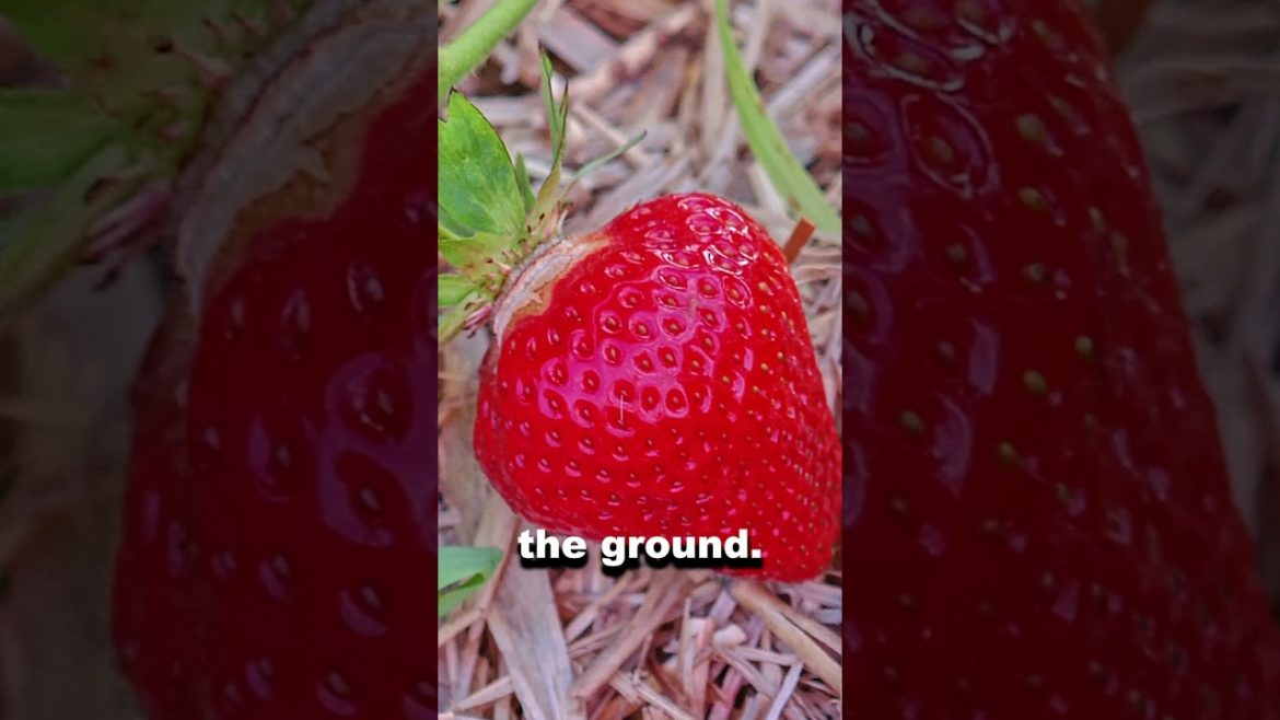 4 Smart TIPS for Growing Strawberries Like A PRO #Shorts 4 Smart TIPS for Growing Strawberries Like A PRO #Shorts