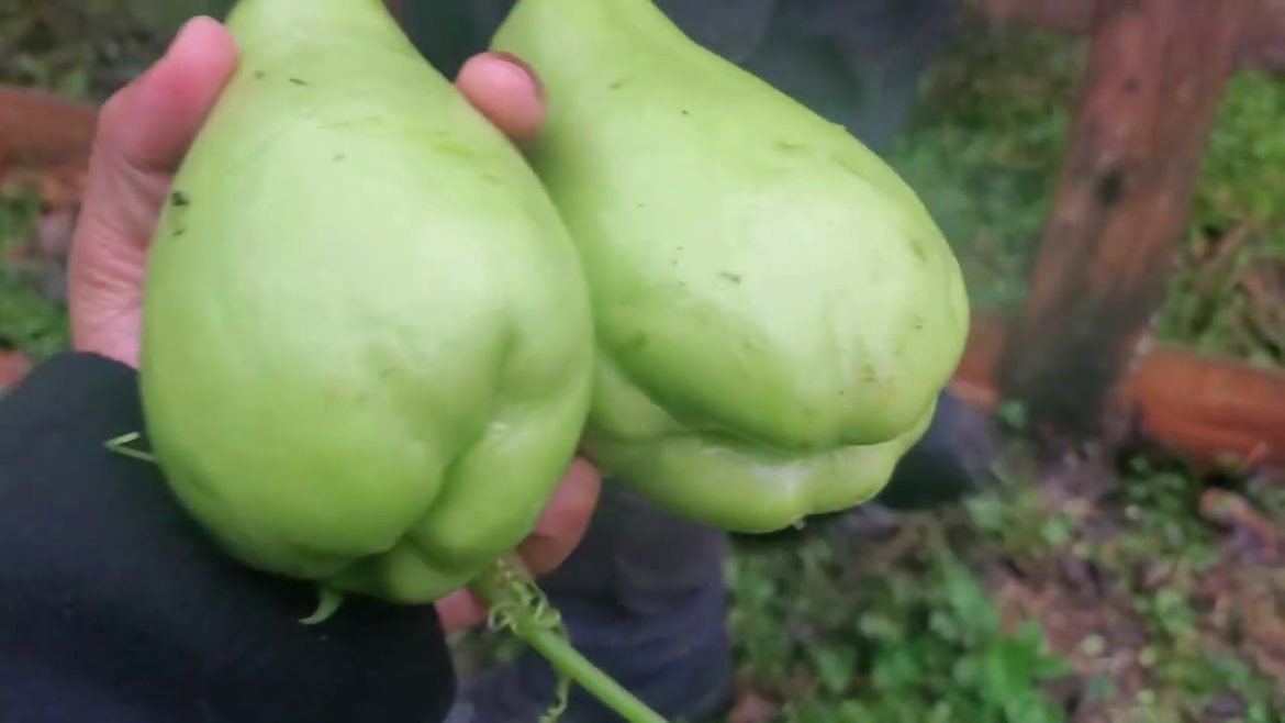 Chayote!!|Container Gardening and Overwintering for next Year]