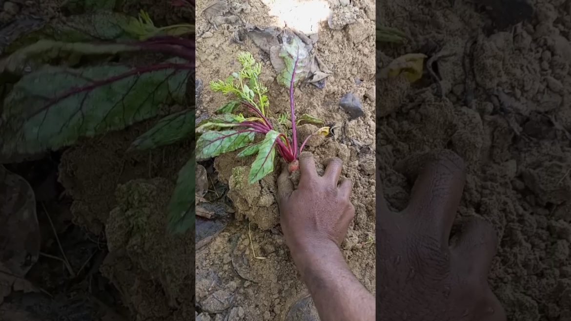 beetroot transplant #shorts #short #youtubeshorts #gardening