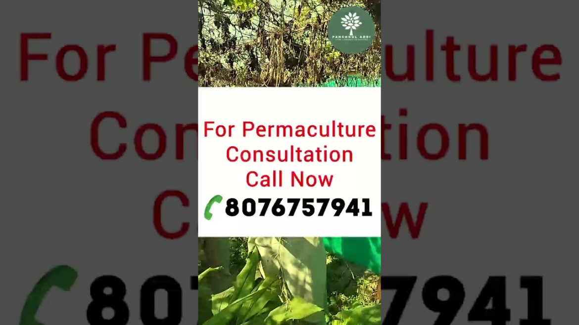 Akash Chaurasiya Multilayer Farming – The MUST KNOW Method | Panchkul Agri Akash Chaurasiya Multilayer Farming - The MUST KNOW Method | Panchkul Agri