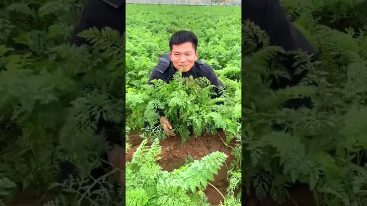 Carrot harvest satisfying Carrot harvest satisfying