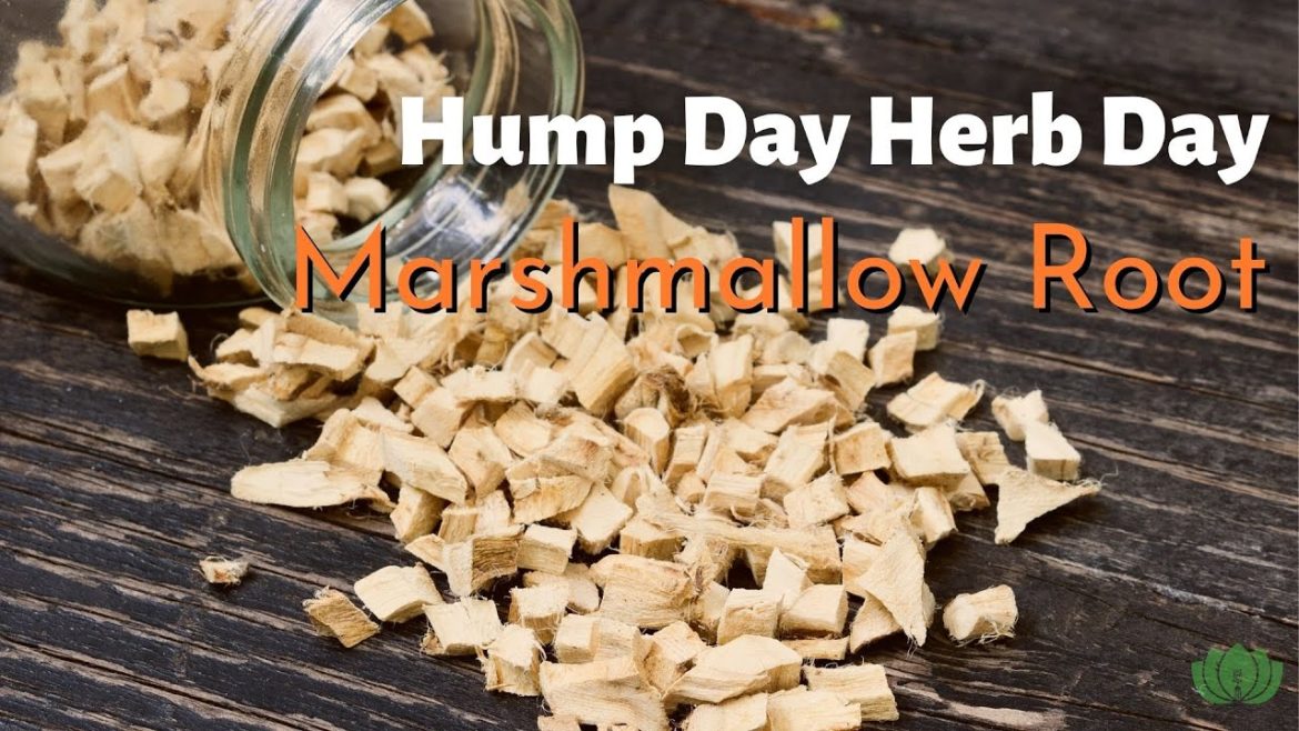 Why Is It Called Marshmallow Root?- Marshmallow Root Health Benefits #medicinalplants #naturalmeds