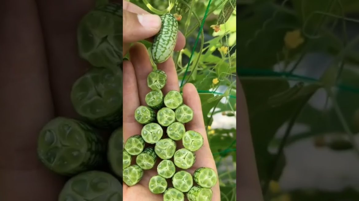 how to growing vegetable #natural #satisfying