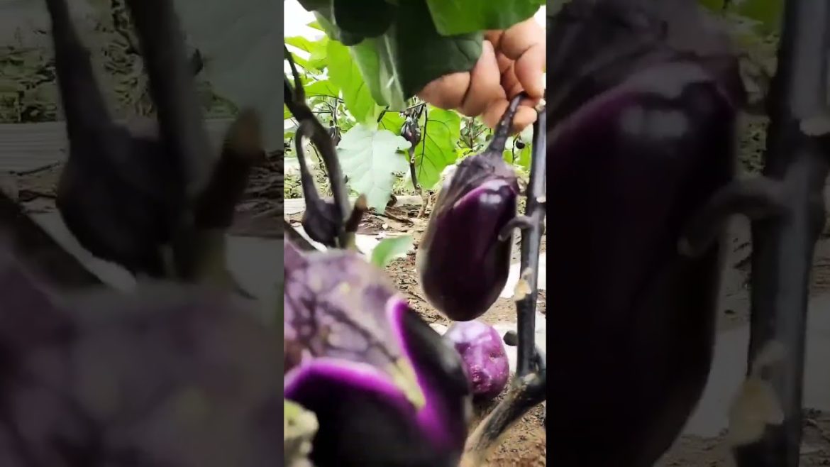 how to growing vegetable #natural #satisfying
