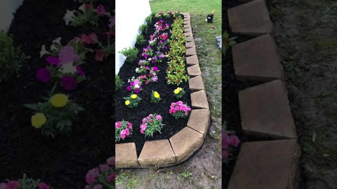 Backyard Garden #shorts #viral #garden
