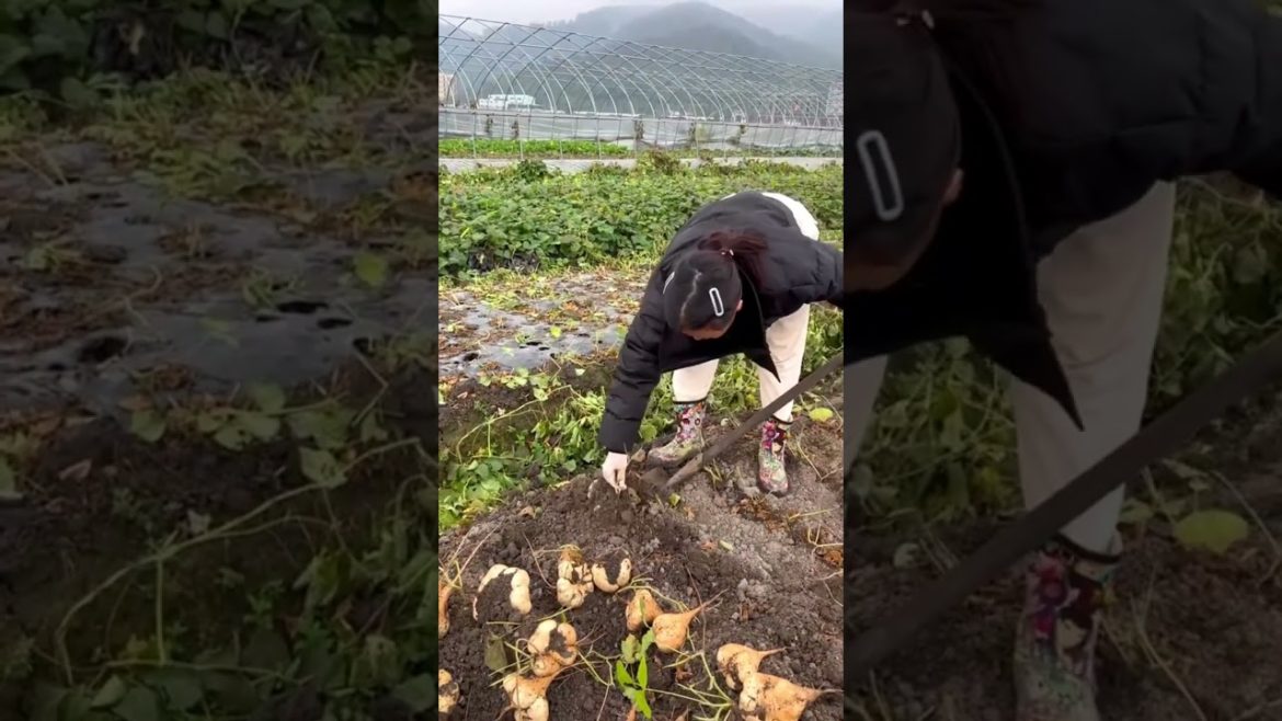 Amazing Yam bean harvesting