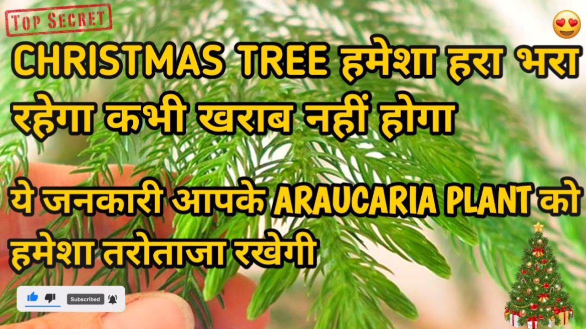 christmas tree repotting and Caretips । 🎄 christmas ko kaise lagenye  #christmastree #gardentips