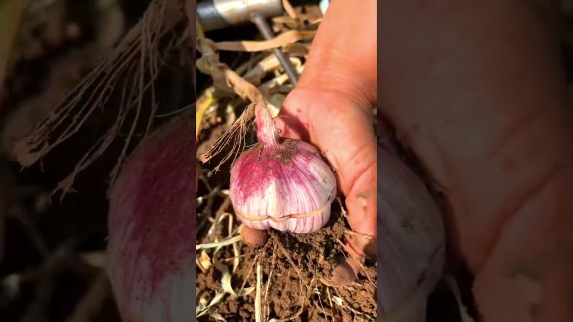 Garlic farming and harvesting