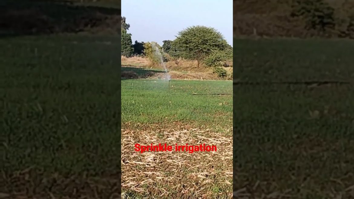 Sprinkler irrigation #trending #youtubeshorts #indianfarmer  #sprinklerirrigation #wheatfarming